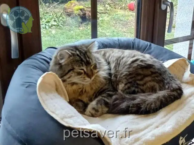 Kater lost   38120 Saint-Égrève Plumo
