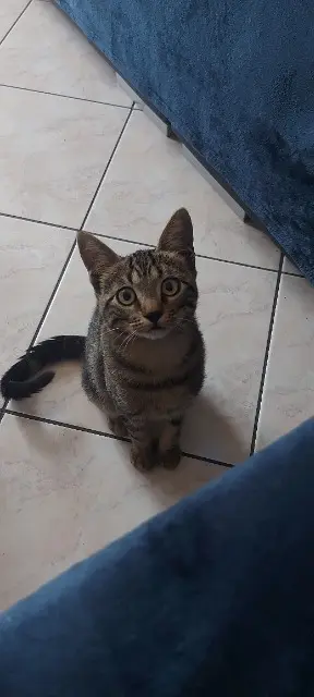 chat lost   38420 Domène Tao