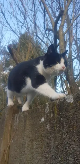 Kater vermisst 68760 Willer-sur-Thur Max Kater lost 68760 Willer-sur-Thur Max