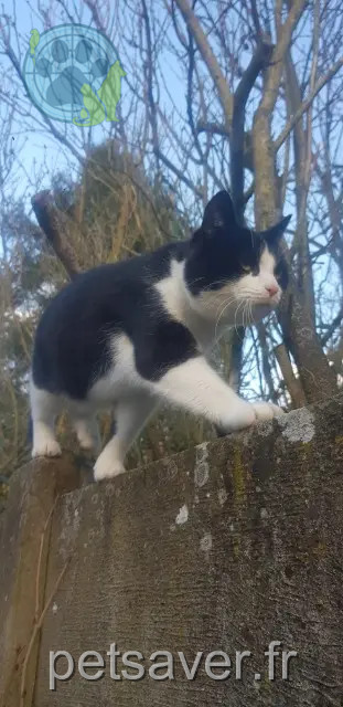 gato perdido 68760 Willer-sur-Thur Max gato lost 68760 Willer-sur-Thur Max