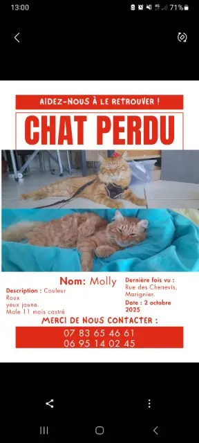 chat lost   74970 Marignier Molly