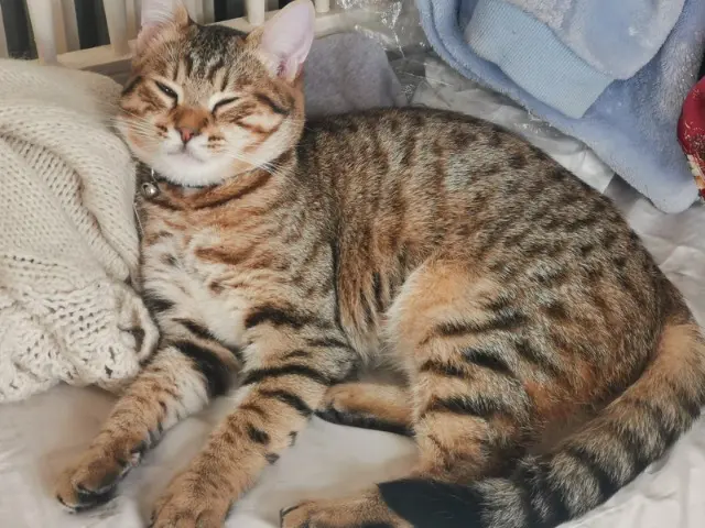 kater vermist 93250 Villemomble BOUNTY kater lost 93250 Villemomble BOUNTY