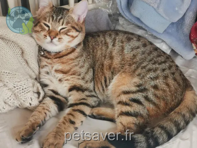 cat lost 93250 Villemomble BOUNTY cat lost 93250 Villemomble BOUNTY