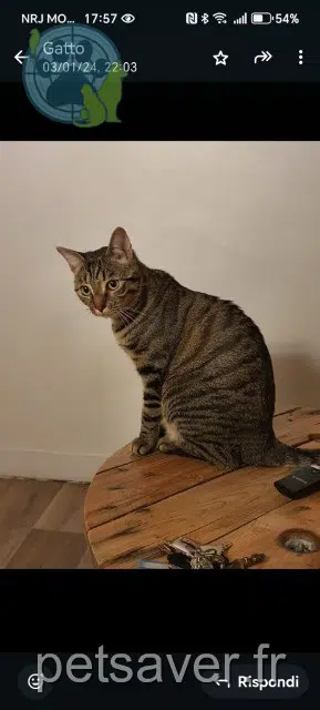 chat lost   94500 Champigny-sur-Marne Zazie