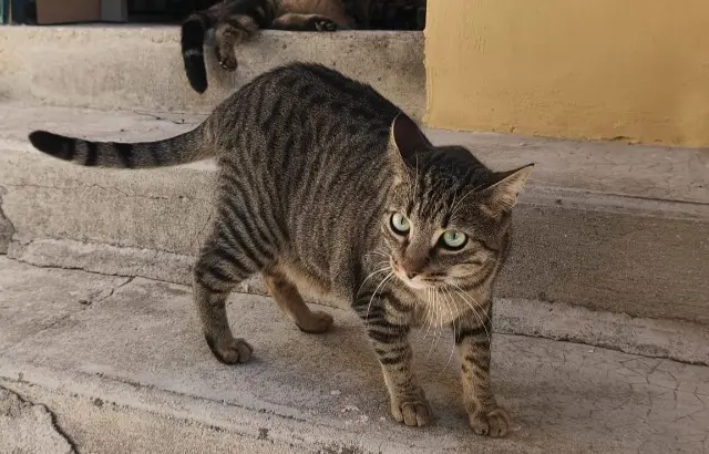 chat reunited    Nizza Nana