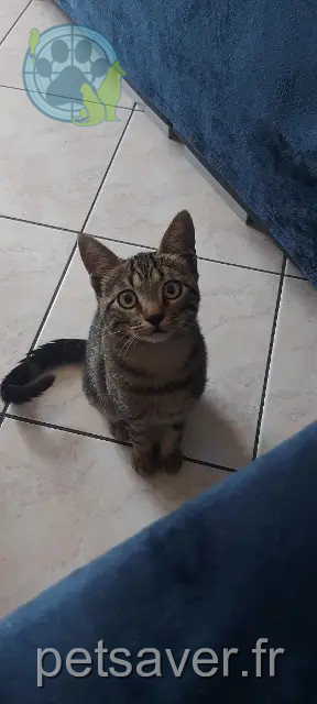 chat reunited   38420 Domène Tao