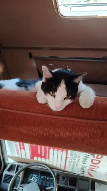 chat reunited   68000 Colmar Pepe