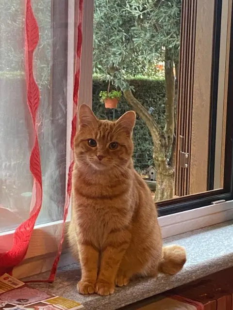 chat reunited   73350 Bozel Arancino