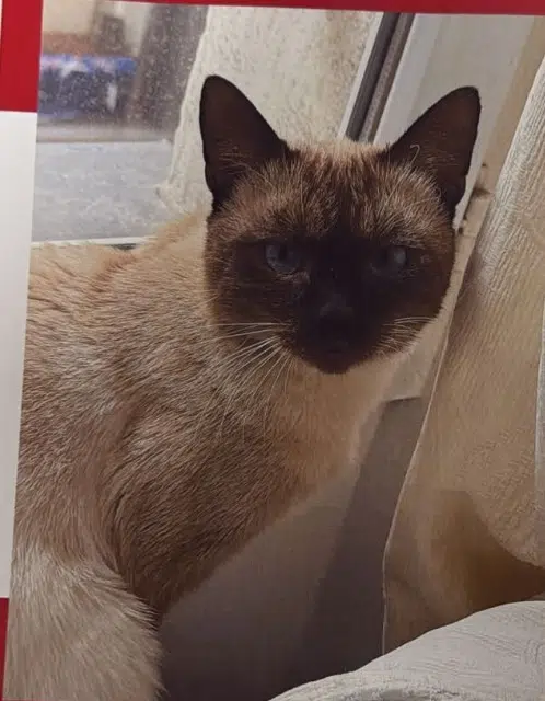 chat reunited    Parigi Damon