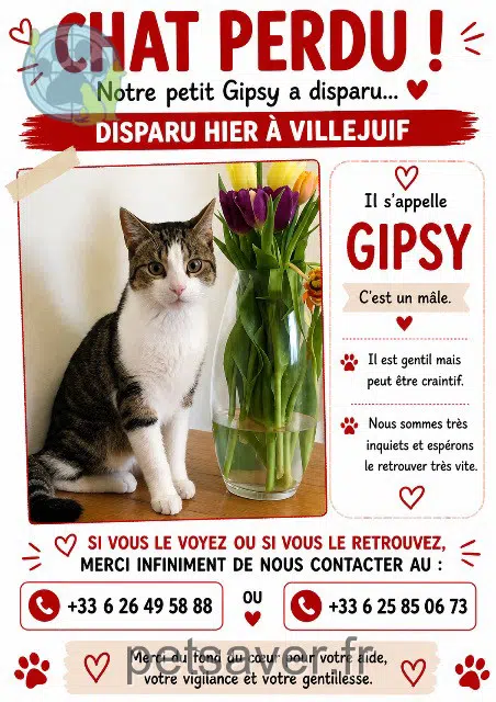 cat reunited   94800 Villejuif Gypsi