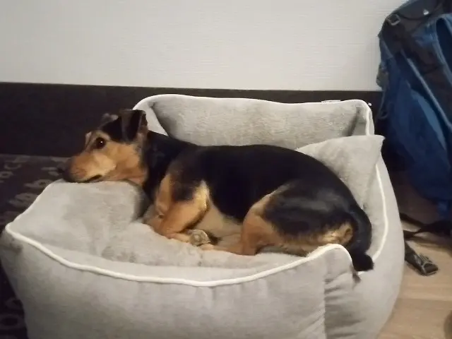 chien reunited   21220 Fixin Che