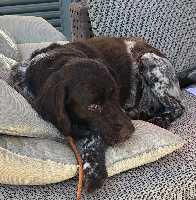 chien reunited   83630 Aups Leato