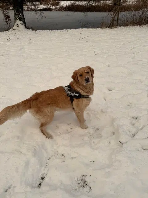 chien lost   57850 Dabo Diesel