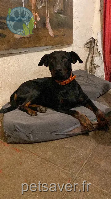 chien lost   03370 Chambérat Moriskorocky