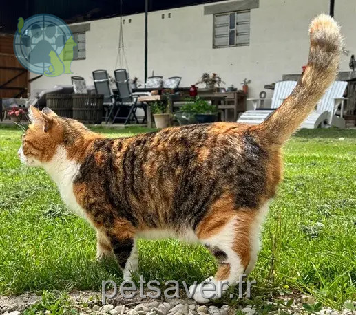 chatte reunited 02260 Englancourt Monkey