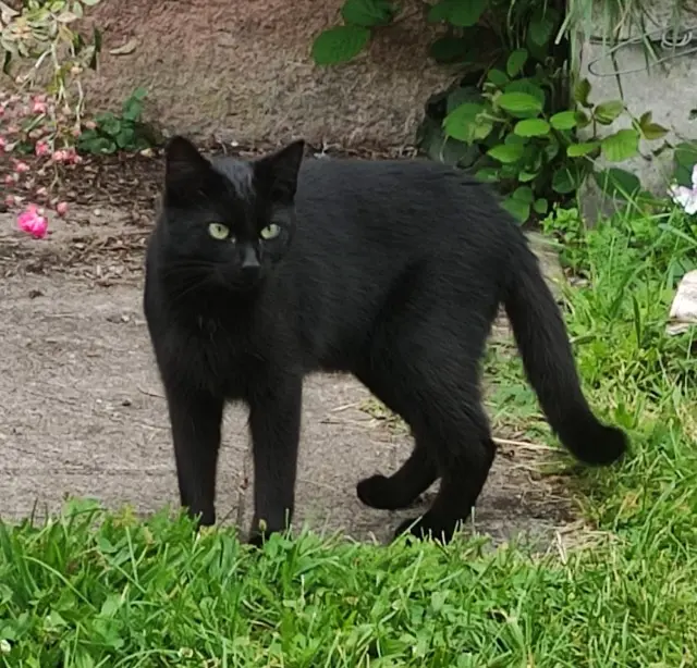 chat lost   88410 Claudon Momo