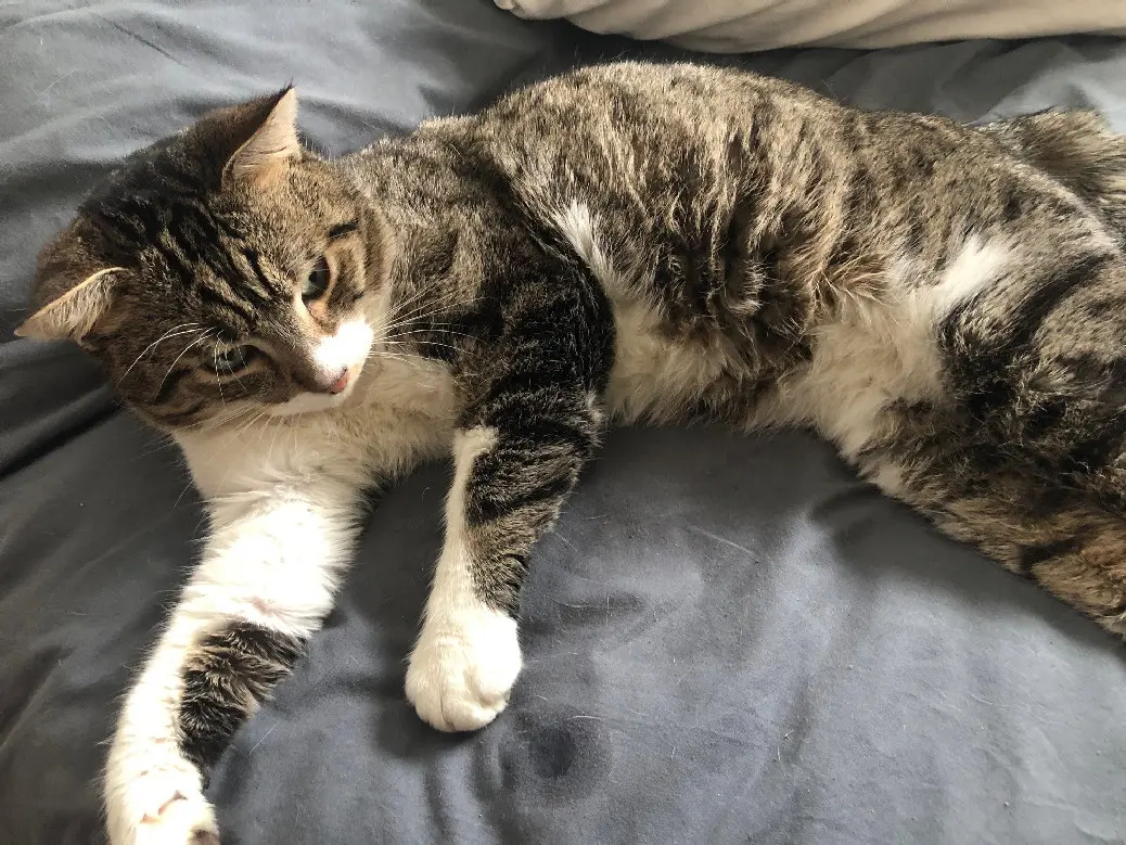 chat lost 2 Rue du Mitan 6211 Mellet Boubou