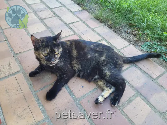 chatte lost   45570 Ouzouer-sur-Loire Tortuga