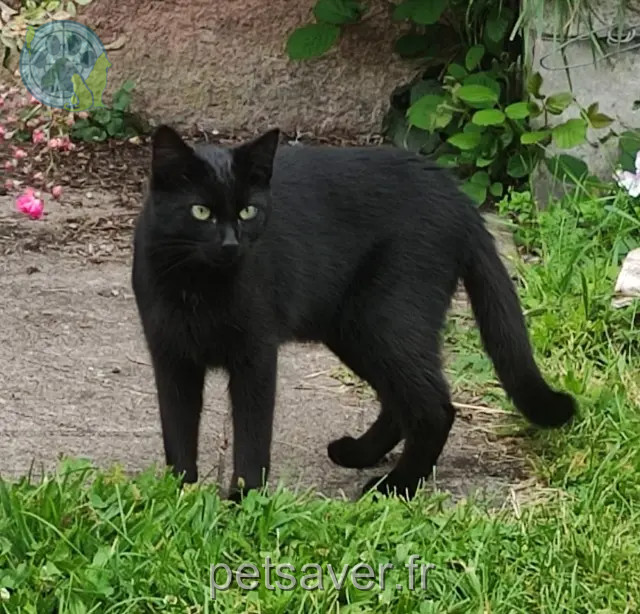 chat reunited 88410 Claudon Momo