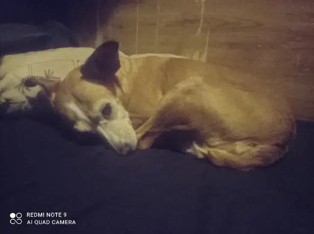 chienne lost    Burdeos Canela