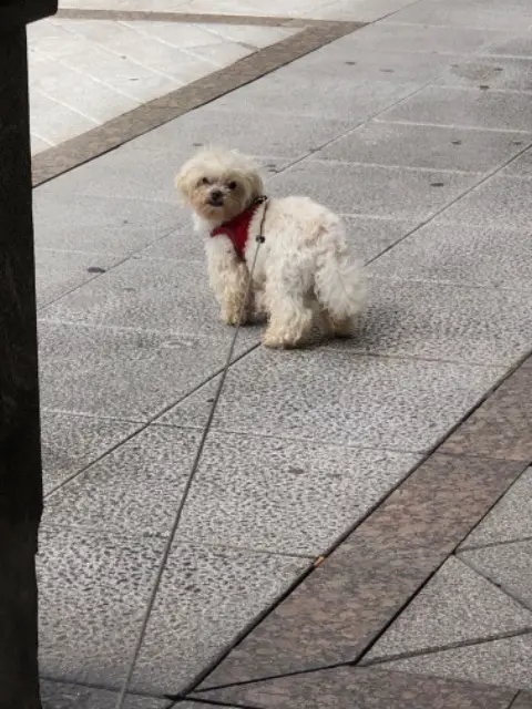 chien found   40220 Tarnos Samy