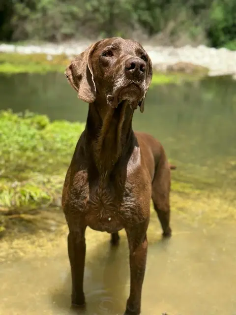 chien lost    Crottet bronka