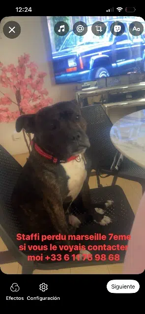 chien lost    Marsella Staffi