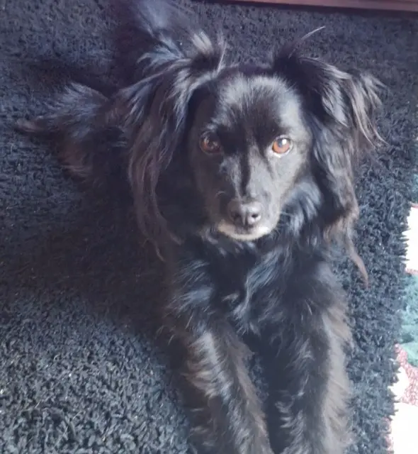 chien lost   38510 Vézeronce-Curtin Molotof