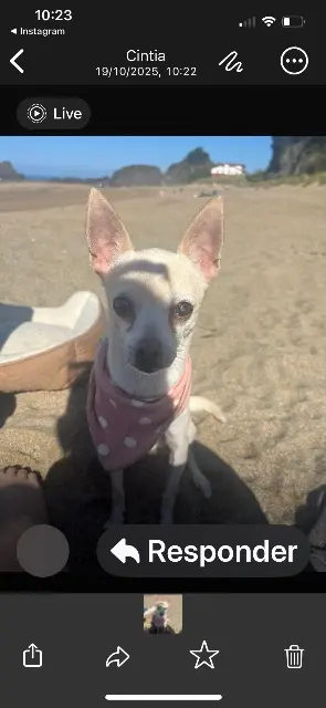 chien lost   73370 Bourdeau Blanca