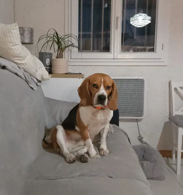 chien reunited   83270 Saint-Cyr-sur-Mer Pito