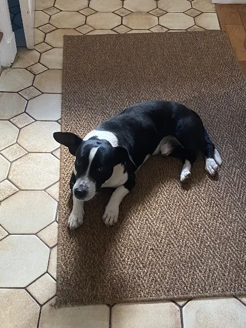chien reunited   93130 Noisy-le-Sec Baco