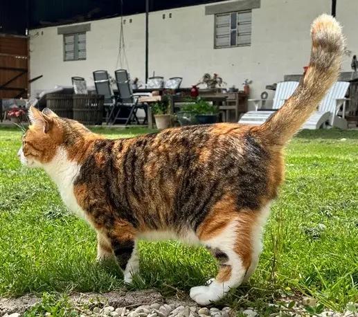 chatte lost   02260 Englancourt Monkey