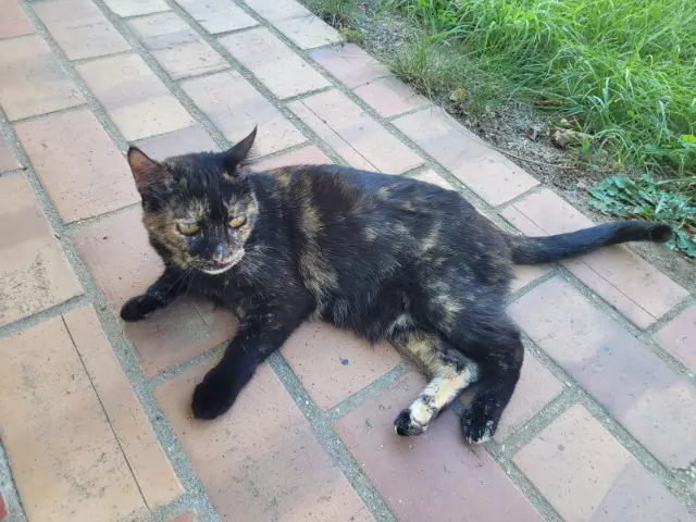 chatte lost   45570 Ouzouer-sur-Loire Tortuga