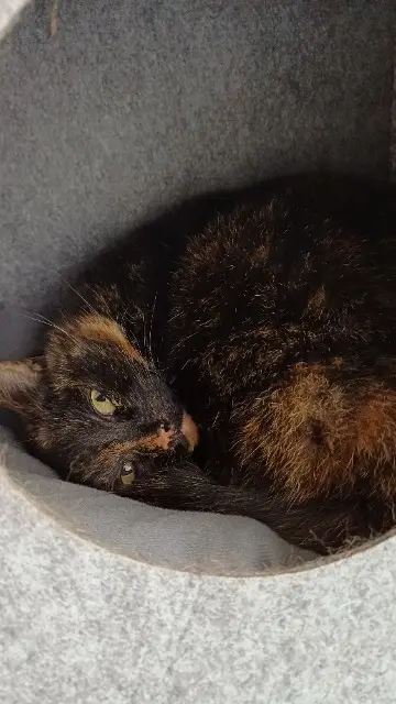 chatte lost   58290 Vandenesse Zoeteke