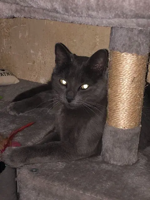 chatte lost   7100 La Louvière Micha