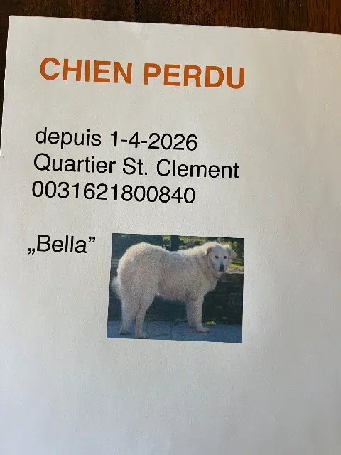 chienne reunited   83680 La Garde-Freinet Bella