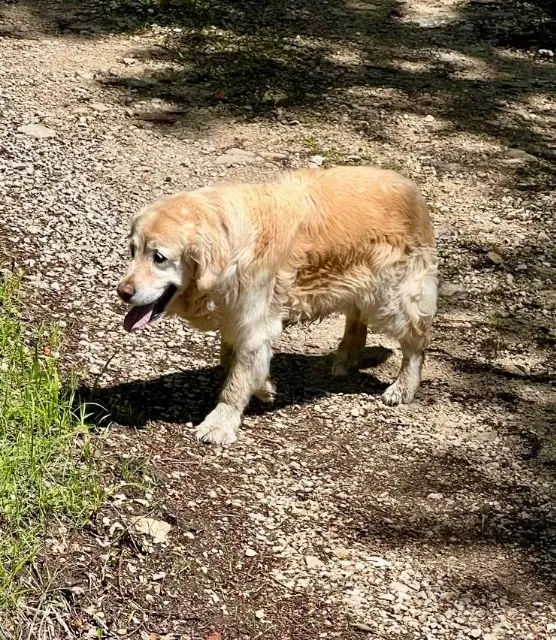 chienne lost   39130 Bonlieu Ivy